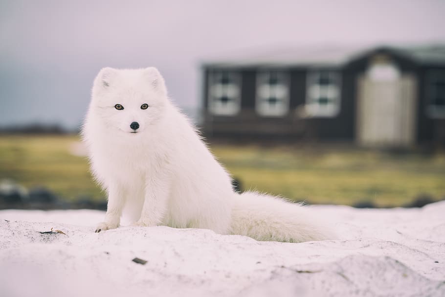 Arctic Fox, animal, wildlife, mammal, canine, iceland, wild animal, HD wallpaper