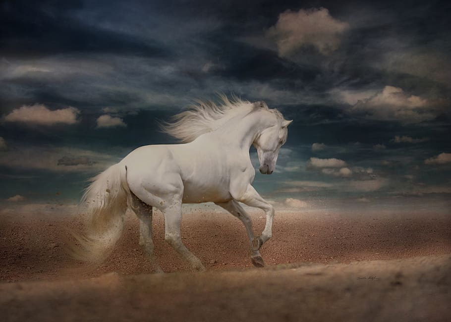 white horse, running, gallop, desert run, andalusian, flying mane, HD wallpaper