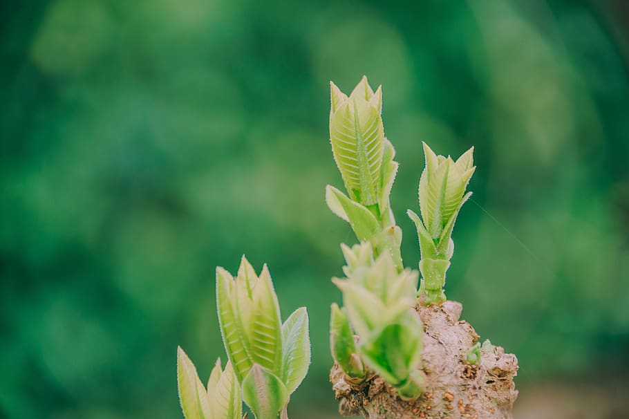 green, natural, forest, landscape, trees, water, leaves, texture HD wallpaper