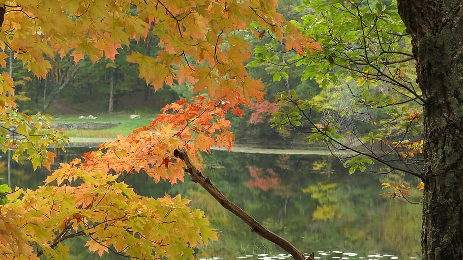 trees, lake, forest, autumn, spider web, orange, change, plant HD wallpaper