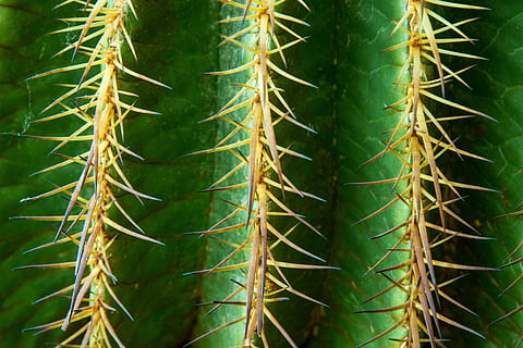 Green and Brown Plants, cactus, close-up, macro, prickly, sharp HD wallpaper