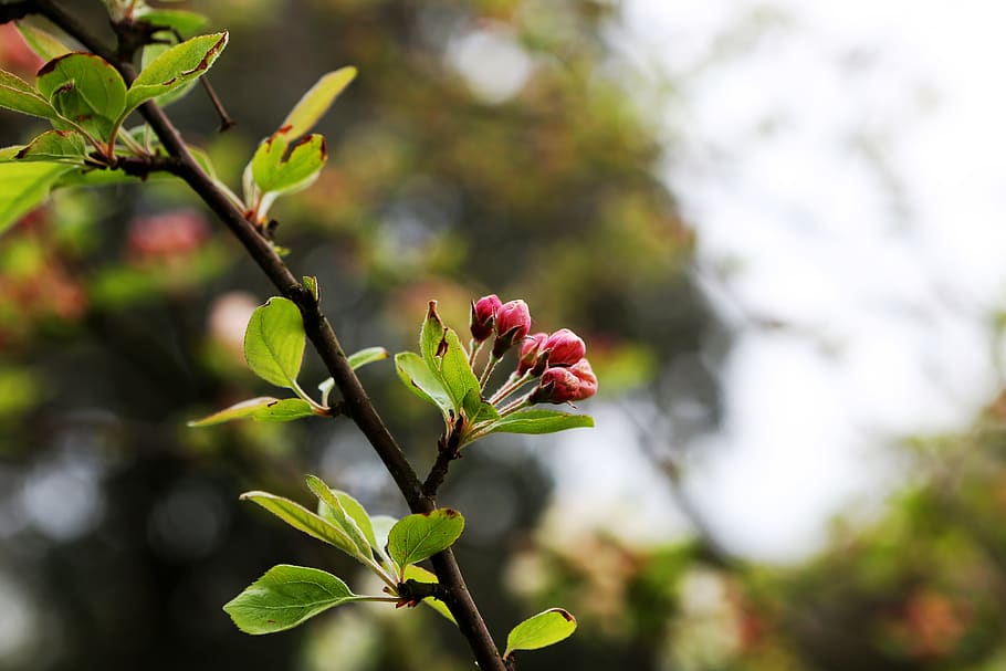 budding, spring, tree, branch, flowers, plant, growth, beauty in nature HD wallpaper