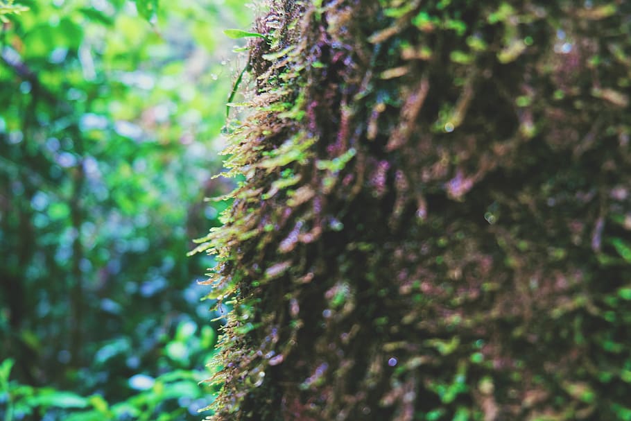 australia, springbrook, tree, plant, tree trunk, growth, forest HD wallpaper