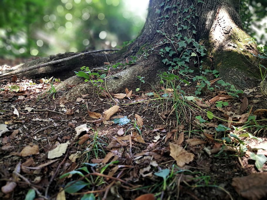 tree trunk surrounded with dried leaves, plant, land, growth HD wallpaper