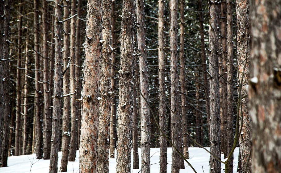 brown tree trunks at daytime, forest, plant, snow, land, nature HD wallpaper