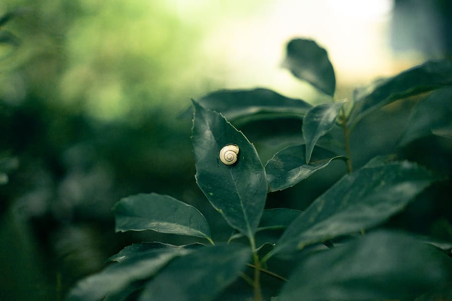 snails, japan, green, leaf, plant part, close-up, growth, animal wildlife HD wallpaper