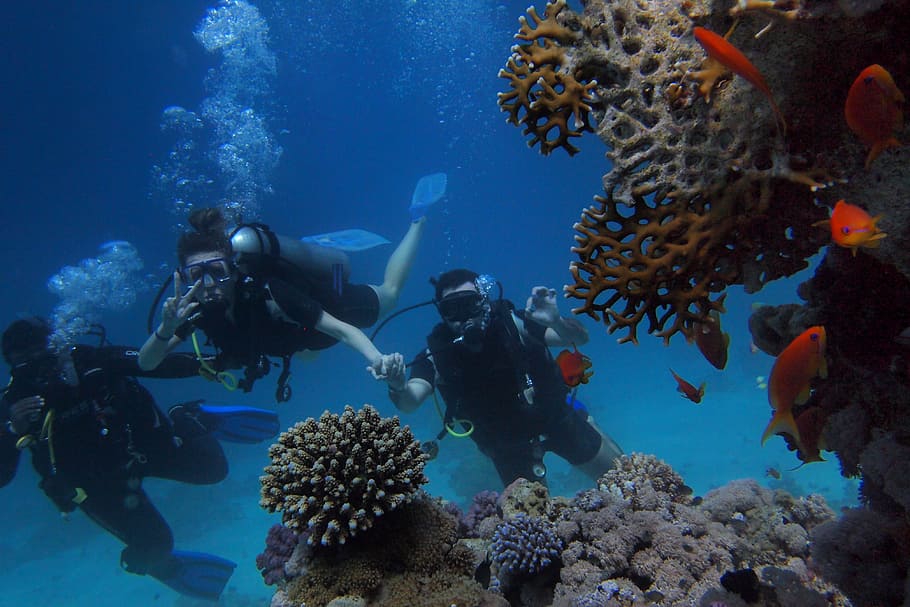 Three People Diving On Body Of Water, corals, deep, deep sea, HD wallpaper