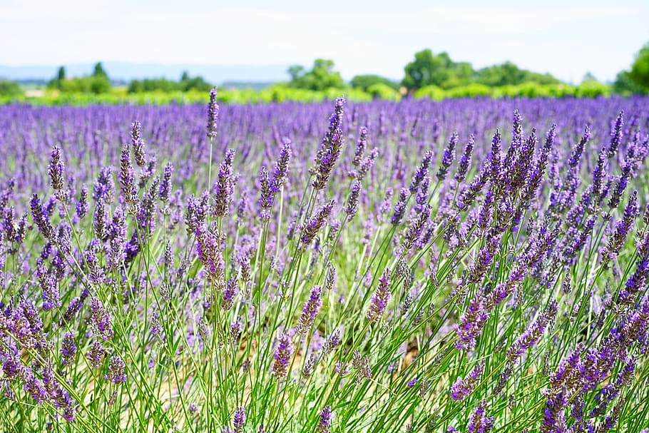 Lavender Field during Daytime, aromatic, beautiful, blooming HD wallpaper