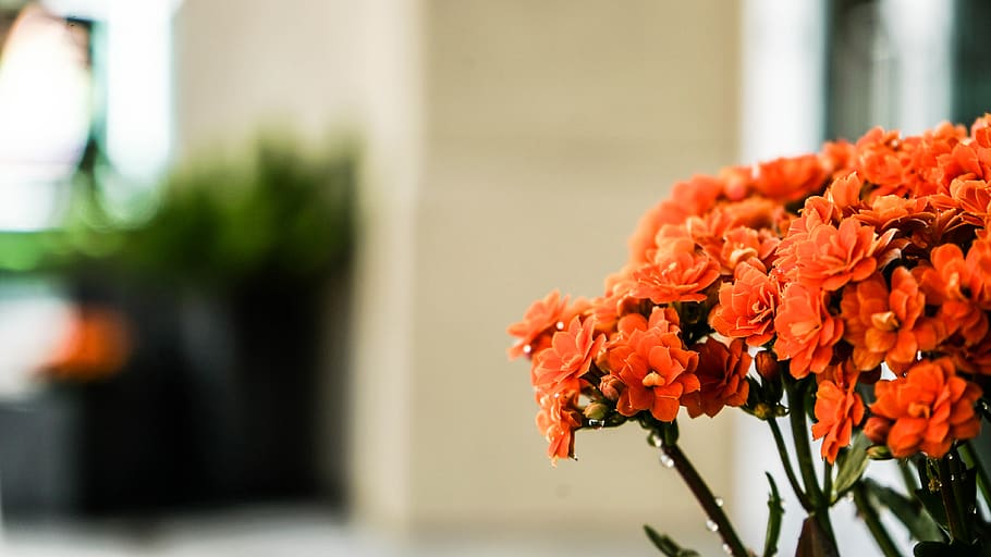garden, spring, wet, macro, nature, flowers, orange, flowering plant HD wallpaper