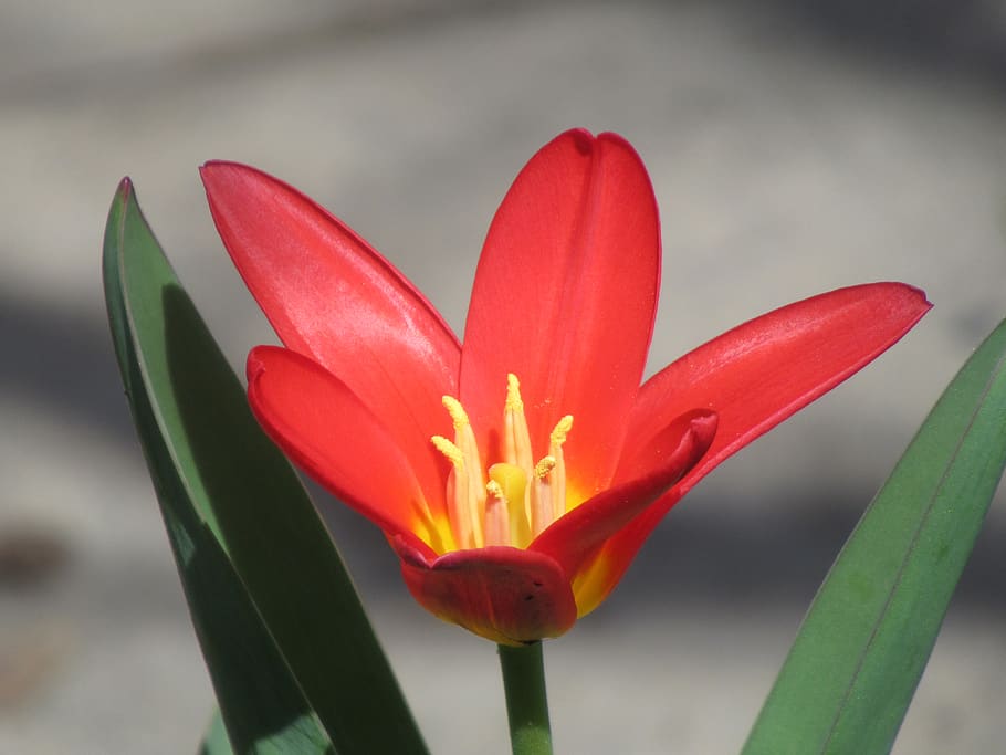 canada, westmount, leaves, bloom, flowers, shadows, red, light HD wallpaper