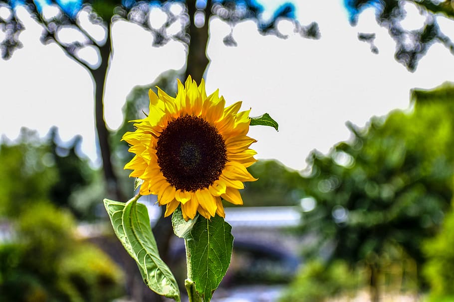 sunflower, flowers, garden, spring, nature, flowering, plant HD wallpaper