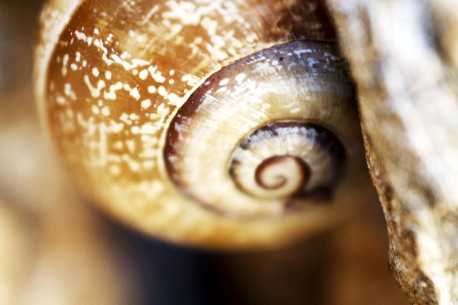 snail, shell, animals, close-up, animal shell, spiral, no people HD wallpaper