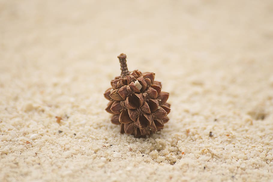seed, sand, pine, macro, beach, brown, close-up, pine cone HD wallpaper