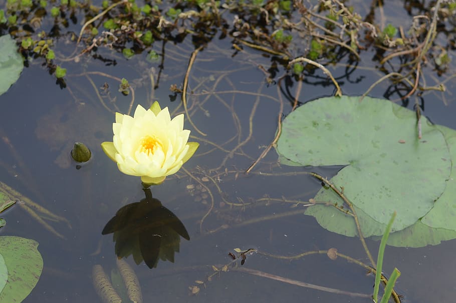 landscape, natural, flowers, plant, water, flowering plant HD wallpaper