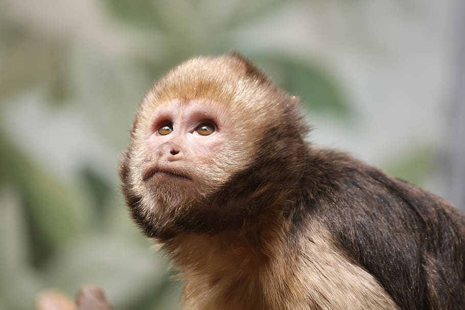 monkey, fauna, primate, mammal, cute, one animal, animal themes HD wallpaper