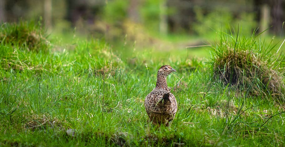 pheasant, hen, meadow, grass, green, nature, species, bird HD wallpaper