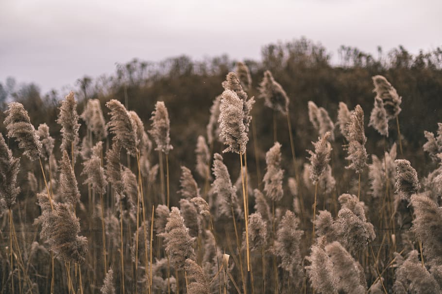 plants during daytime, hd wallpaper, fall, winter, brown, mood HD wallpaper