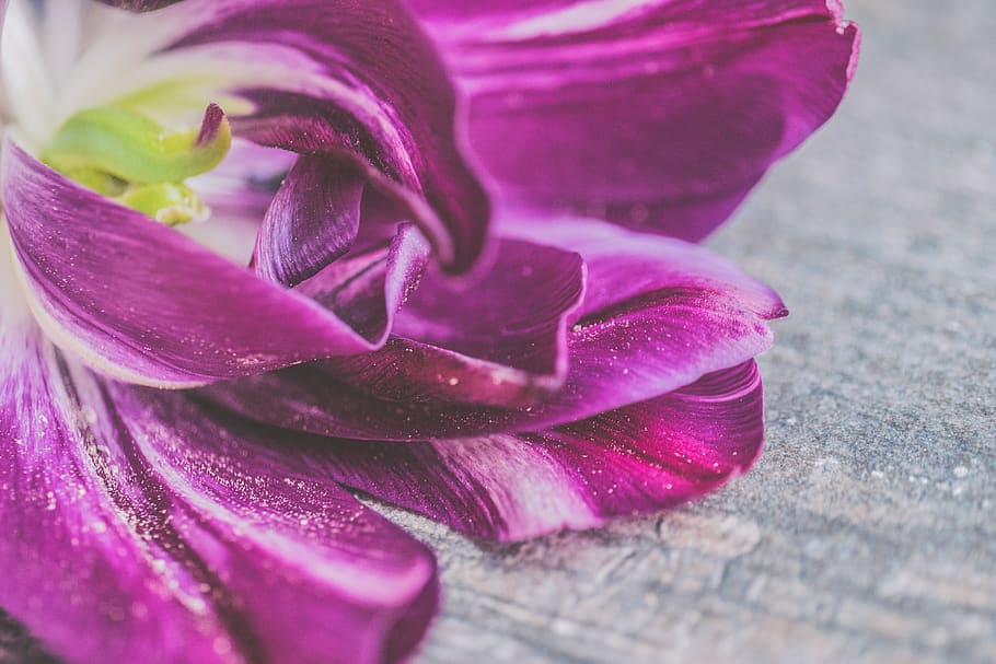 Purple and White Tulip Flower in Closeup Photo, background, beautiful HD wallpaper