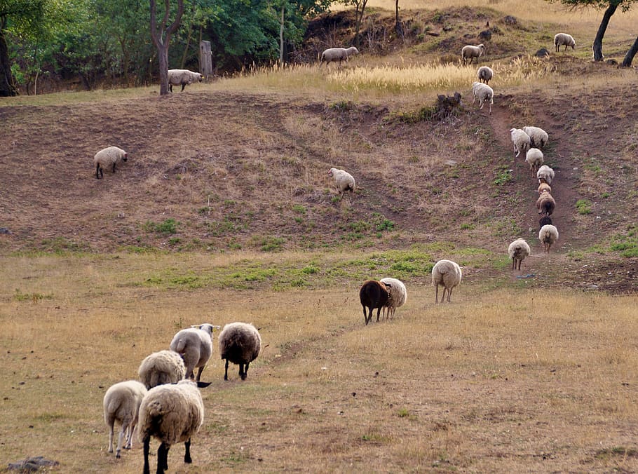 sheep, counting, home, animal, wave, evening, return, farm HD wallpaper