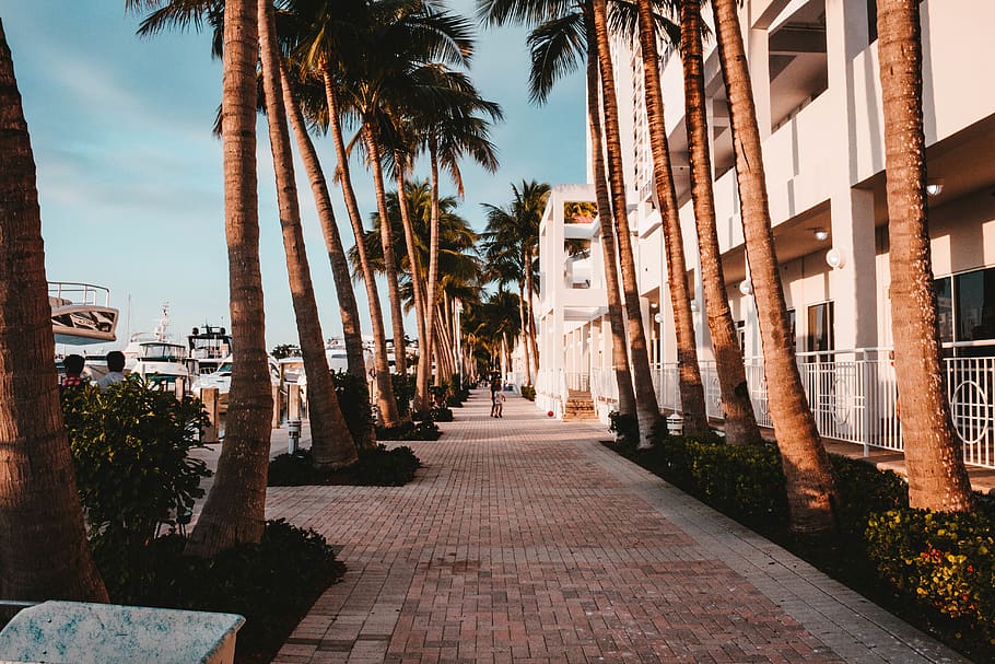 white concrete buildings, plant, tree, flagstone, arecaceae, palm tree HD wallpaper