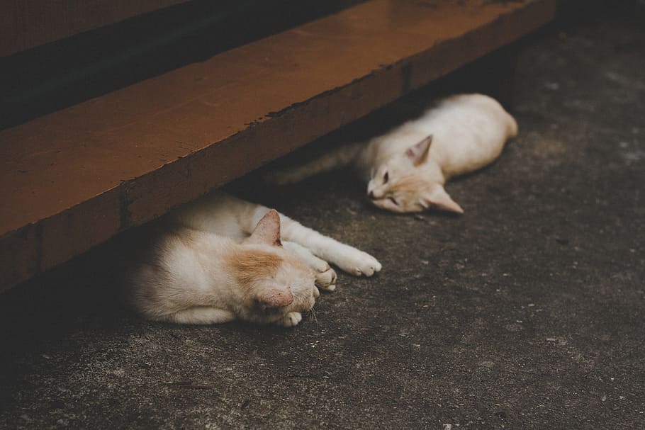 cat, animal, kitten, cute, floor, sleep, domestic, mammal, pets HD wallpaper