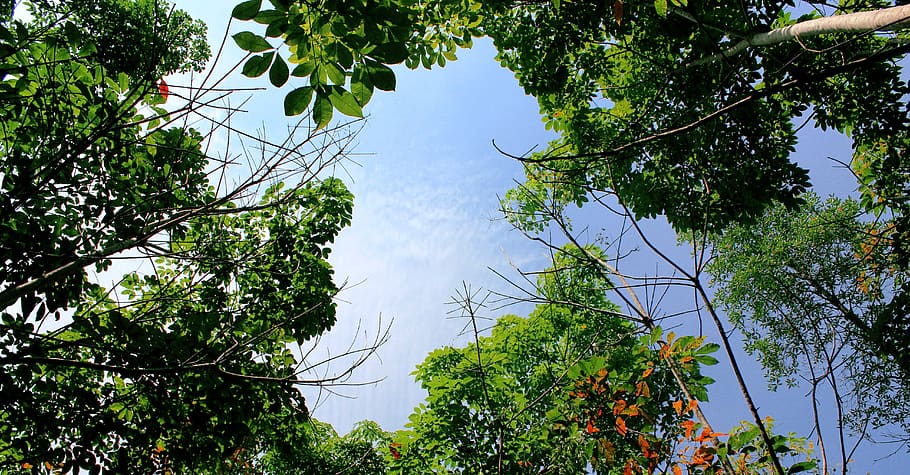 the tree, nature, leaf, plant, growth, low angle view, sky HD wallpaper