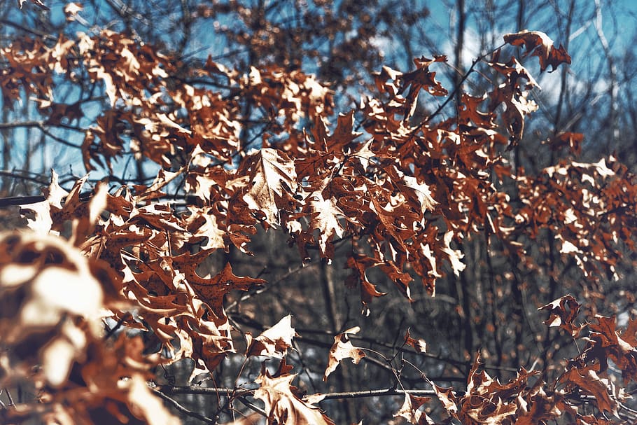 plant, maple, tree, cndrm, fall, crunch, oak, leaf, maple leaf HD wallpaper