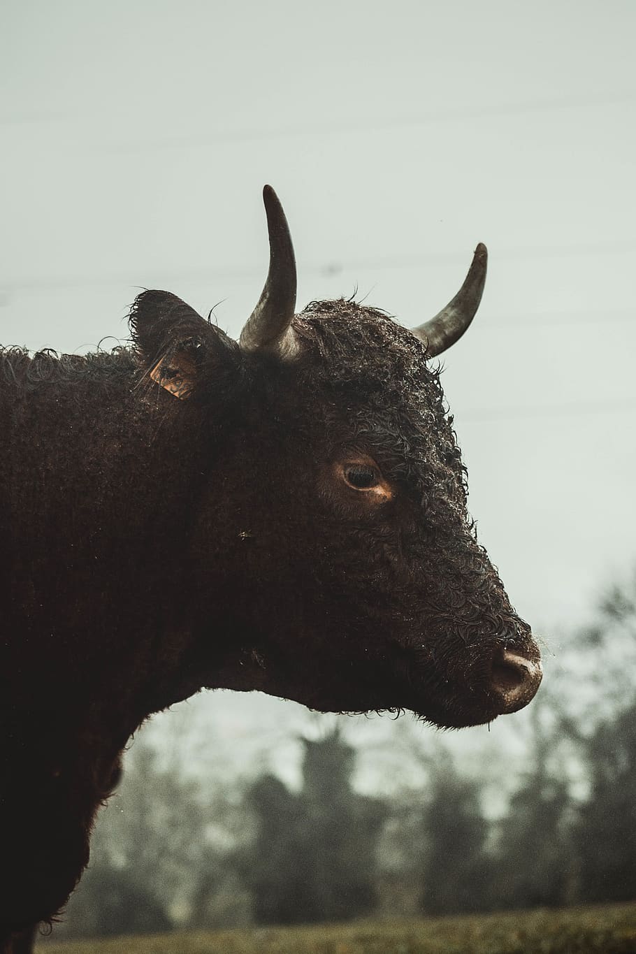black bull, animal themes, mammal, one animal, animal wildlife HD wallpaper