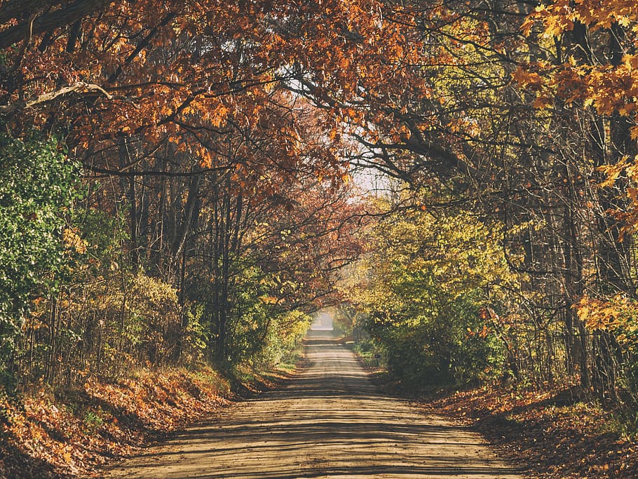 brown leaf trees during daytime, road, plant, path, asphalt, tarmac HD wallpaper
