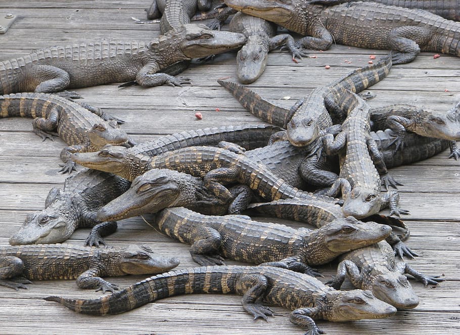 florida, crocodile, alligator, alligators, animal, vertebrate HD wallpaper