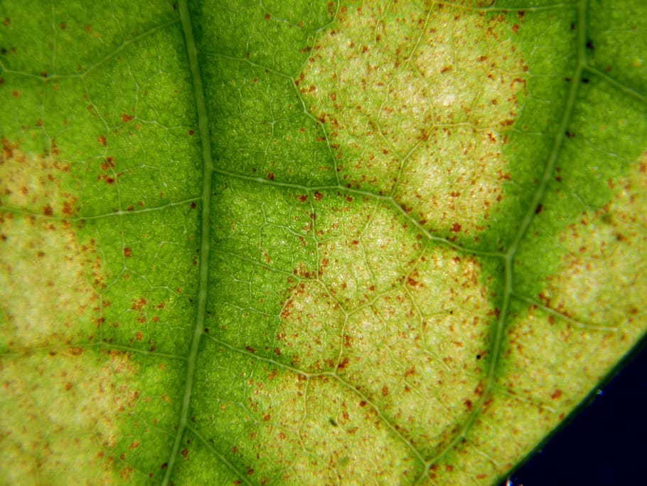 leaf, translucent, macro, closeup, green color, plant part HD wallpaper
