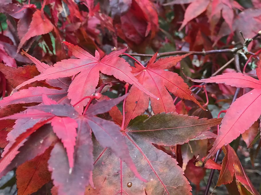 ireland, blarney, castle gardens, maple leaves turning red, HD wallpaper