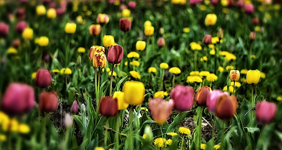 tulips, field, flowers, spring, nature, blossom, bloom, flora HD wallpaper