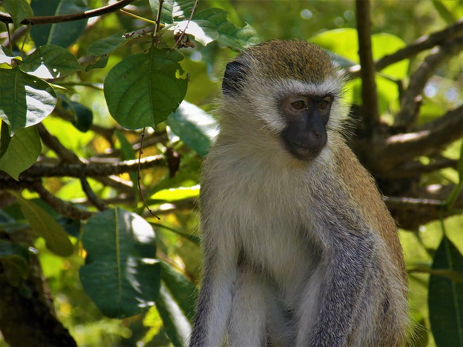 monkey, african monkey, animal, animal wildlife, primate, animal themes HD wallpaper
