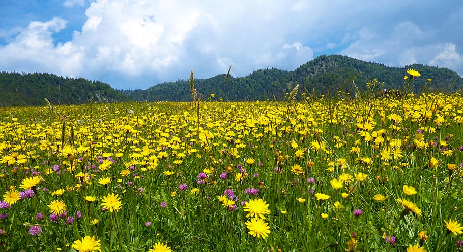 nature, spring, summer, mountains, meadow, flowers, spring flowers HD wallpaper