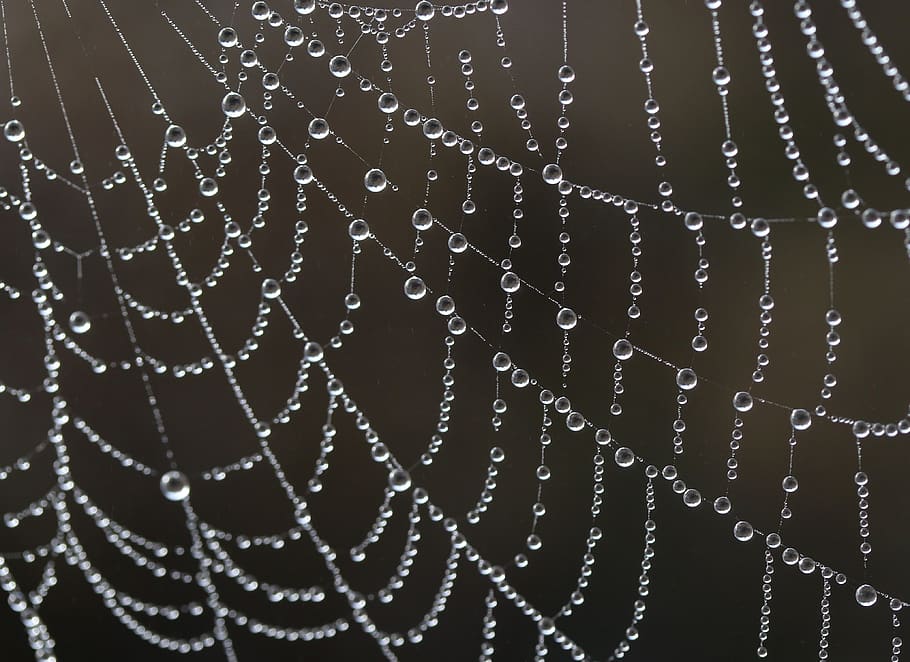 spider web, drops, water, dew, in the morning, nature, macro HD wallpaper