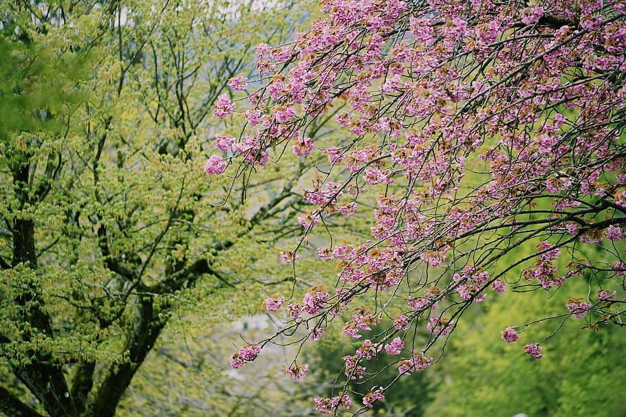 pink tree, plant, flower, flowering plant, growth, beauty in nature HD wallpaper
