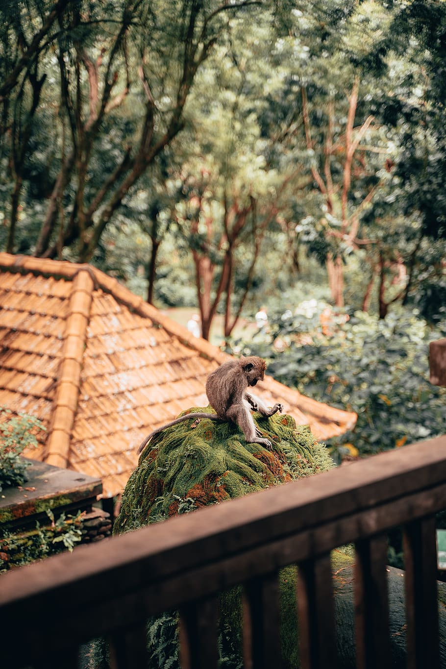 monkey on tree, plant, nature, day, selective focus, no people HD wallpaper