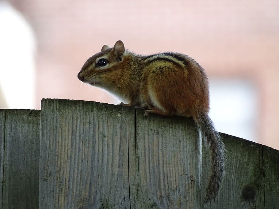 canada, oshawa, squirrel, animal, animal themes, rodent, one animal HD wallpaper