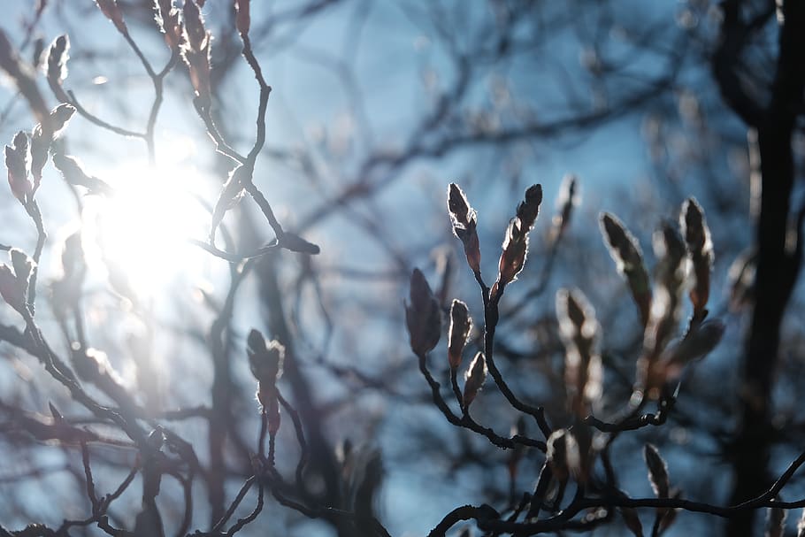 germany, neu-ulm, spring, blossom, blue, branch, plant, tree HD wallpaper