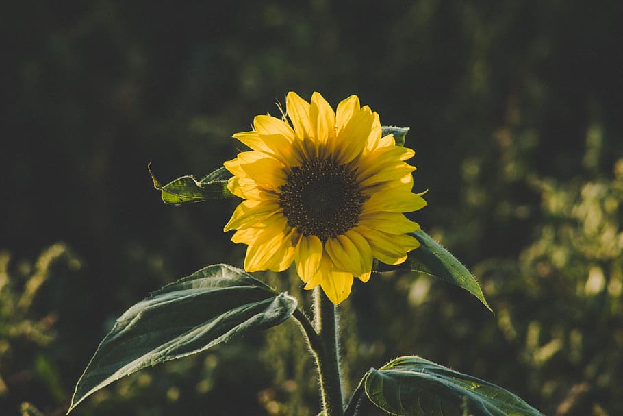 sunflower, flowering plant, yellow, freshness, flower head, beauty in nature HD wallpaper