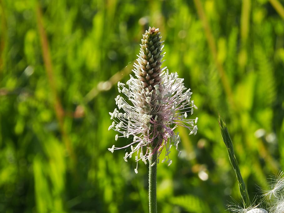 plantain, meadow, close up, spring, growth, beauty in nature HD wallpaper