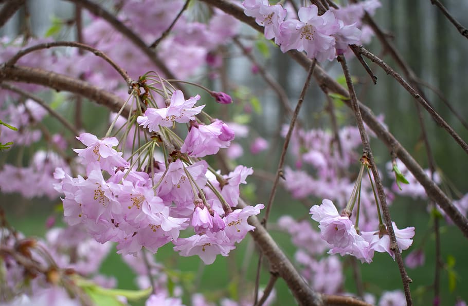 cherry, blossom, spring, pink, flower, floral, sakura, nature HD wallpaper