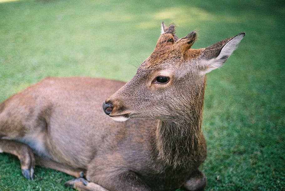 green, grass, lawn, field, animal, wildlife, deer, reindeer HD wallpaper