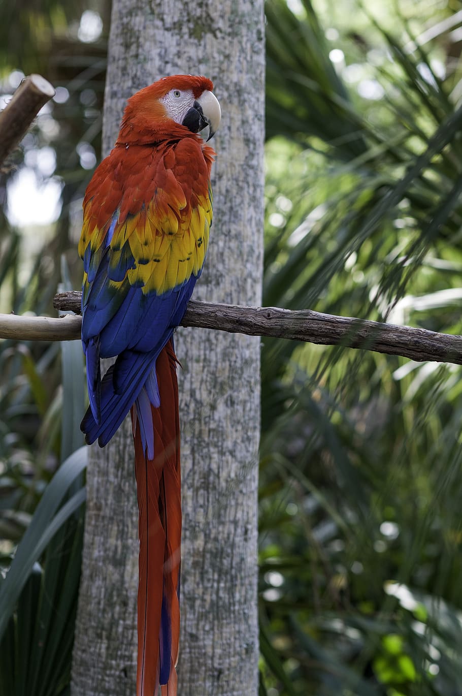 parrot, bird, nature, blue, red, vertebrate, animal themes HD wallpaper