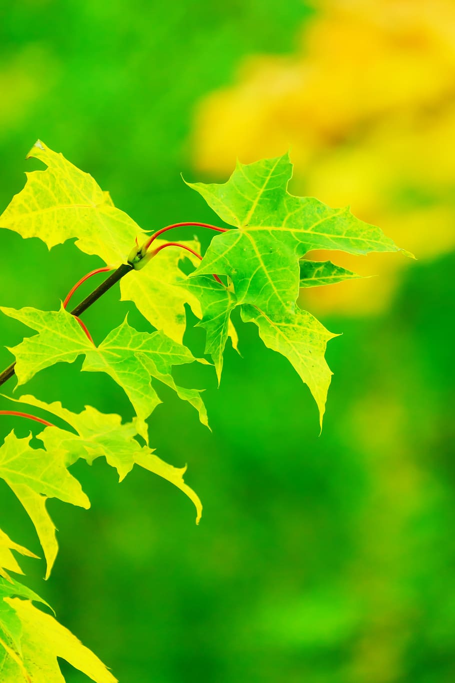 leave, leaf, green, fresh, nature, closeup, autumn, plant part HD wallpaper