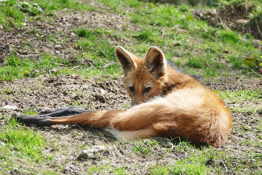 wolf, red, fox, animal, wild, forest, nature, dog, wildlife HD wallpaper
