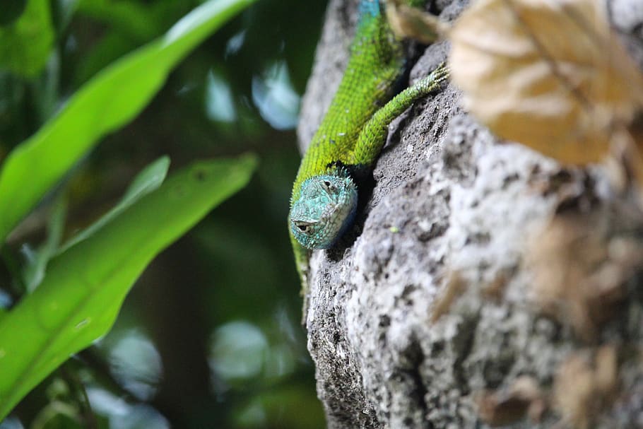 lizard, green, close up, supervisor, stone, reptile, nature HD wallpaper