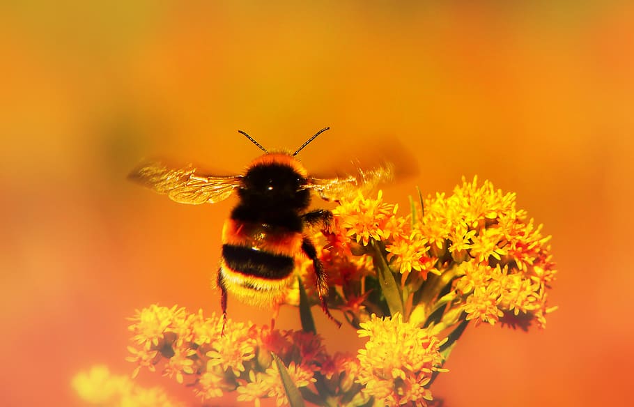 bee perched on yellow flower, animal themes, one animal, invertebrate HD wallpaper