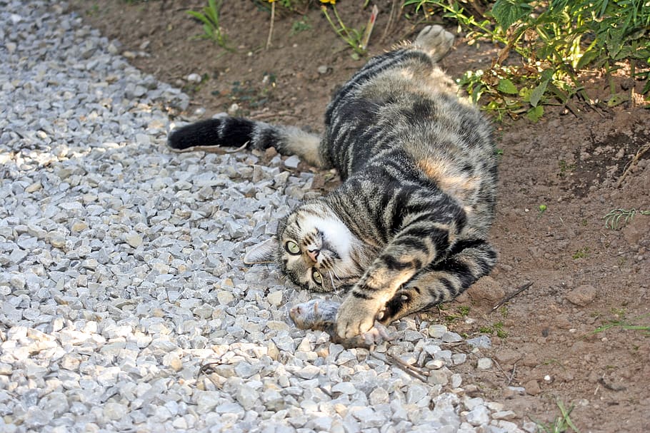 cat, garden, mouse, play, animal themes, mammal, feline, domestic cat HD wallpaper
